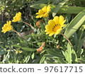 yellow flower facing the sun 97617715