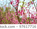 peach blossoms 97617716