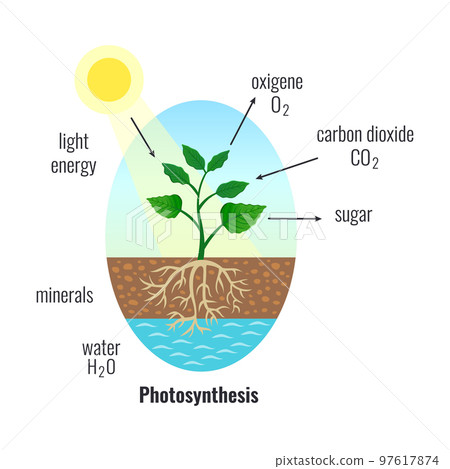 Photosynthesis Biological Process Composition 97617874