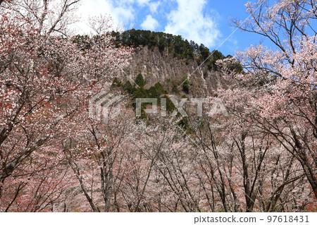 Byobuiwa _ cherry blossoms Byobuiwa _ cherry blossoms 97618431