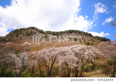 Byobuiwa _ cherry blossoms 97618444
