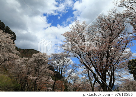 屏風_櫻花 97618596