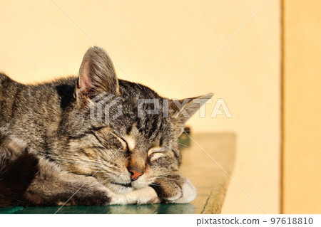 Gray striped cat lies on the table on yellow background. The hostess gently strokes her cat on the fur. Cat close eyes Gray striped cat lies on the table on yellow background. The hostess gently strokes her cat on the fur. Cat close eyes 97618810