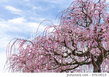 在Suzuka no Mori花園的Uza ume 97619014