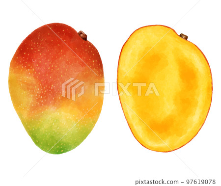 芒果果實和芒果橫截面的水彩風格插圖 97619078