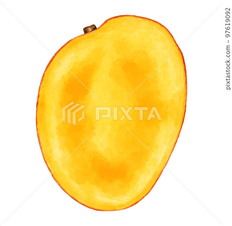 Mango cross section watercolor style illustration Mango cross section watercolor style illustration 97619092