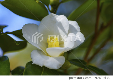 Neat Camellia White Wabisuke 97619170