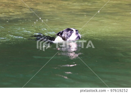 Mighty-kun, a cute Boston terrier swimming comfortably in the Tokigawa River, a popular spot for playing in the river♡ 97619252
