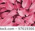 Color of year 2023. Viva Magenta. Big leaves background 97619366