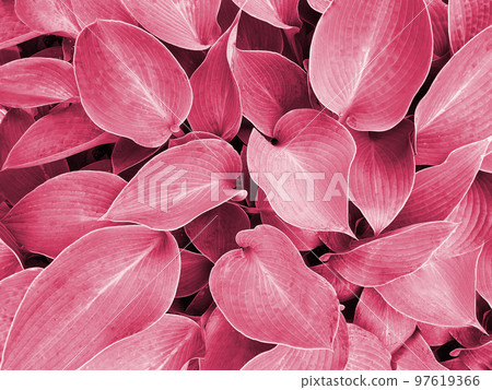 Color of year 2023. Viva Magenta. Big leaves background Color of year 2023. Viva Magenta. Big leaves background 97619366