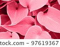 Color of year 2023.Viva magenta. Big leaves background 97619367
