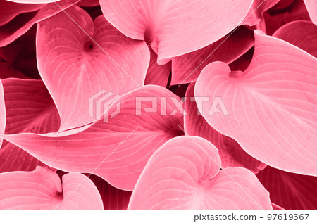 Color of year 2023.Viva magenta. Big leaves background 97619367