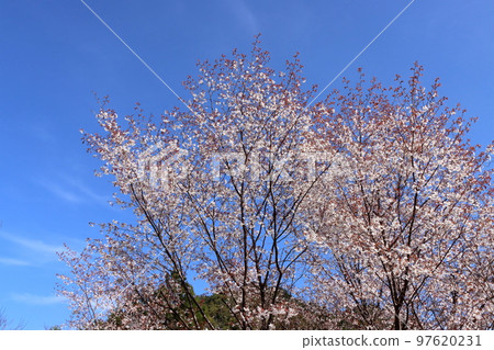 櫻花 櫻花 97620231