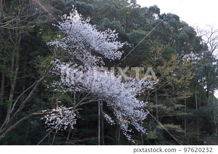 櫻花 97620232