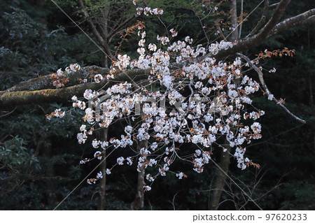 櫻花 櫻花 97620233