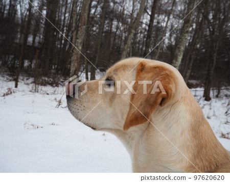 走在一條多雪的路的拉布拉多獵犬凝視遠方 97620620