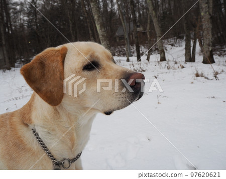 走在一條多雪的路的拉布拉多獵犬凝視遠方 97620621