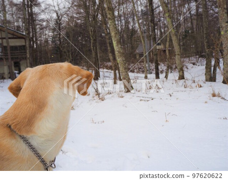 走在一條多雪的路的拉布拉多獵犬凝視遠方 97620622