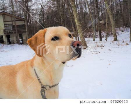 走在一條多雪的路的拉布拉多獵犬凝視遠方 走在一條多雪的路的拉布拉多獵犬凝視遠方 97620623