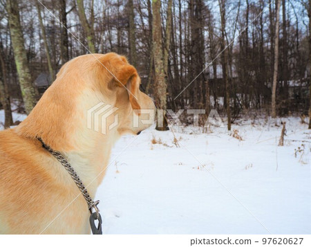 走在一條多雪的路的拉布拉多獵犬凝視遠方 97620627
