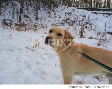 走在雪路上的拉布拉多獵犬盯著這個 97620637