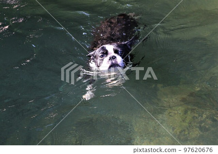 Mighty, a Boston terrier, looks cute while swimming comfortably in the Tokigawa River, a popular spot for playing in the river. 97620676