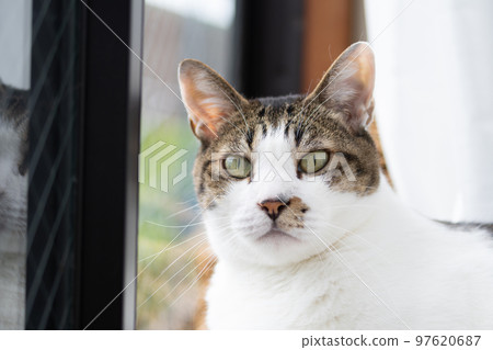 盯著野雞的貓 盯著野雞的貓 97620687