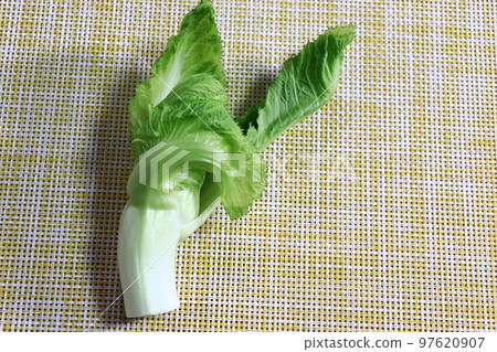Spring bud (Tshomina) Spring bud (Tshomina) 97620907