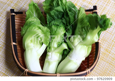 Spring bud (Tshomina) Spring bud (Tshomina) 97620909