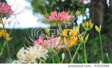 Licorice (pink, yellow and white of cluster amaryllis), autumn plant 97620989