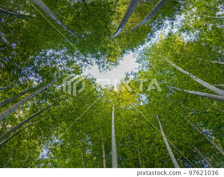 都市綠化、竹林小徑(世田谷區北見) 都市綠化、竹林小徑(世田谷區北見) 97621036