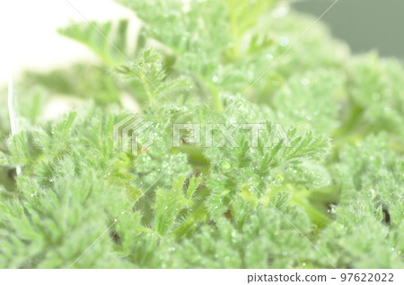 Appendiculatum and drops 97622022