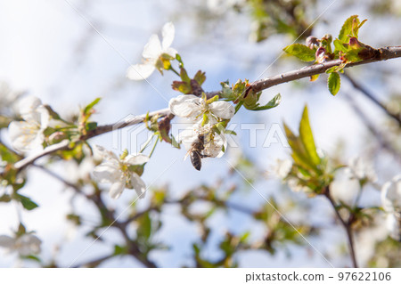 Honeybee on white flower of cherry tree collecting pollen and nectar to make sweet honey with medicinal benefits.. 97622106
