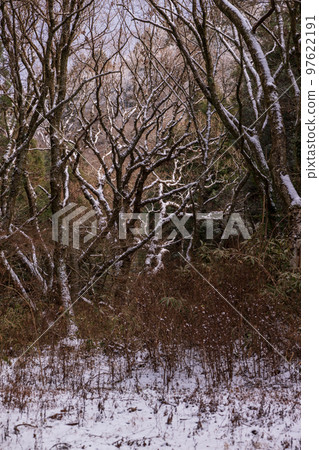 Kikuchi Gorge snow scene in winter 97622191