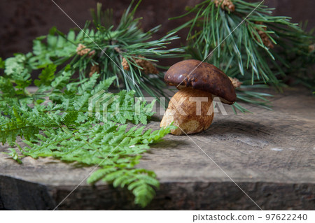 Single Imleria Badia or Boletus badius mushroom commonly known as the bay bolete on vintage wooden background.. Single Imleria Badia or Boletus badius mushroom commonly known as the bay bolete on vintage wooden background.. 97622240