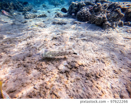 Speckled sandperch fish (Parapercis hexophthalma) on sand at coral reef.. Speckled sandperch fish (Parapercis hexophthalma) on sand at coral reef.. 97622266