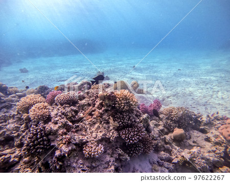 Underwater life of reef with corals and tropical fish. Coral Reef at the Red Sea, Egypt. 97622267