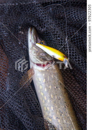Freshwater pike and fishing equipment lies on vintage wooden background. Composition on wooden background with yellow leaves.. Freshwater pike and fishing equipment lies on vintage wooden background. Composition on wooden background with yellow leaves.. 97622305