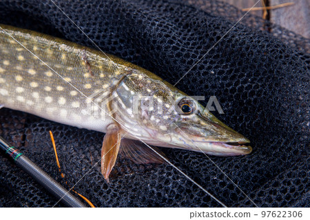 Freshwater pike and fishing equipment lies on landing net. Composition on wooden background with yellow leaves.. Freshwater pike and fishing equipment lies on landing net. Composition on wooden background with yellow leaves.. 97622306