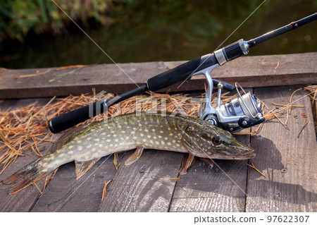 Freshwater pike and fishing equipment lies on wooden background with yellow leaves.. Freshwater pike and fishing equipment lies on wooden background with yellow leaves.. 97622307