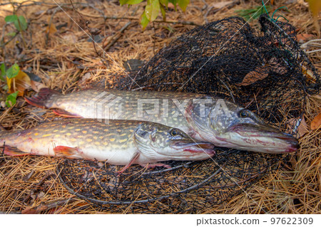 Freshwater pike fish. Two Freshwater pikes fish lies on keep net at autumn time.. 97622309