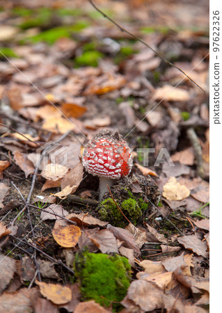 Amanita Muscaria, commonly known as the Fly Fgaric or fly amanita. 97622326