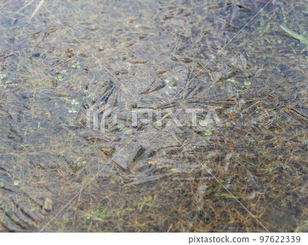 Puddle of frozen riverbed Puddle of frozen riverbed 97622339