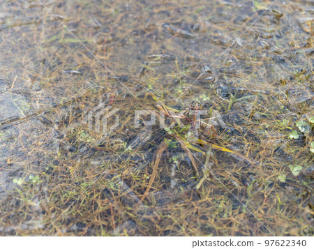 Puddle of frozen riverbed Puddle of frozen riverbed 97622340