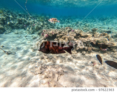 Red Sea sailfin tang or Desjardin's sailfin tang at coral reef.. 97622363