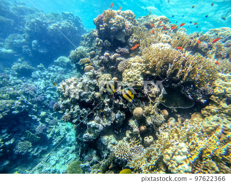 Red Sea bannerfish (Heniochus intermedius) at coral reef.. Red Sea bannerfish (Heniochus intermedius) at coral reef.. 97622366