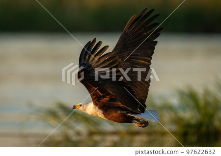 African fish eagle crosses river lifting wings 97622632