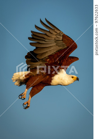African fish eagle crossing clear blue sky 97622633