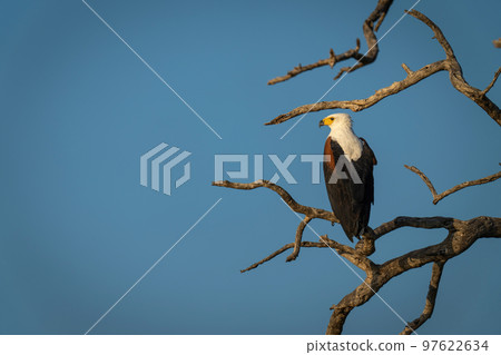 African fish eagle facing left in tree 97622634