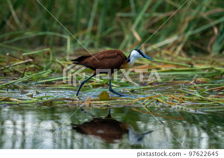 African jacana walks across waterlilies in river 97622645